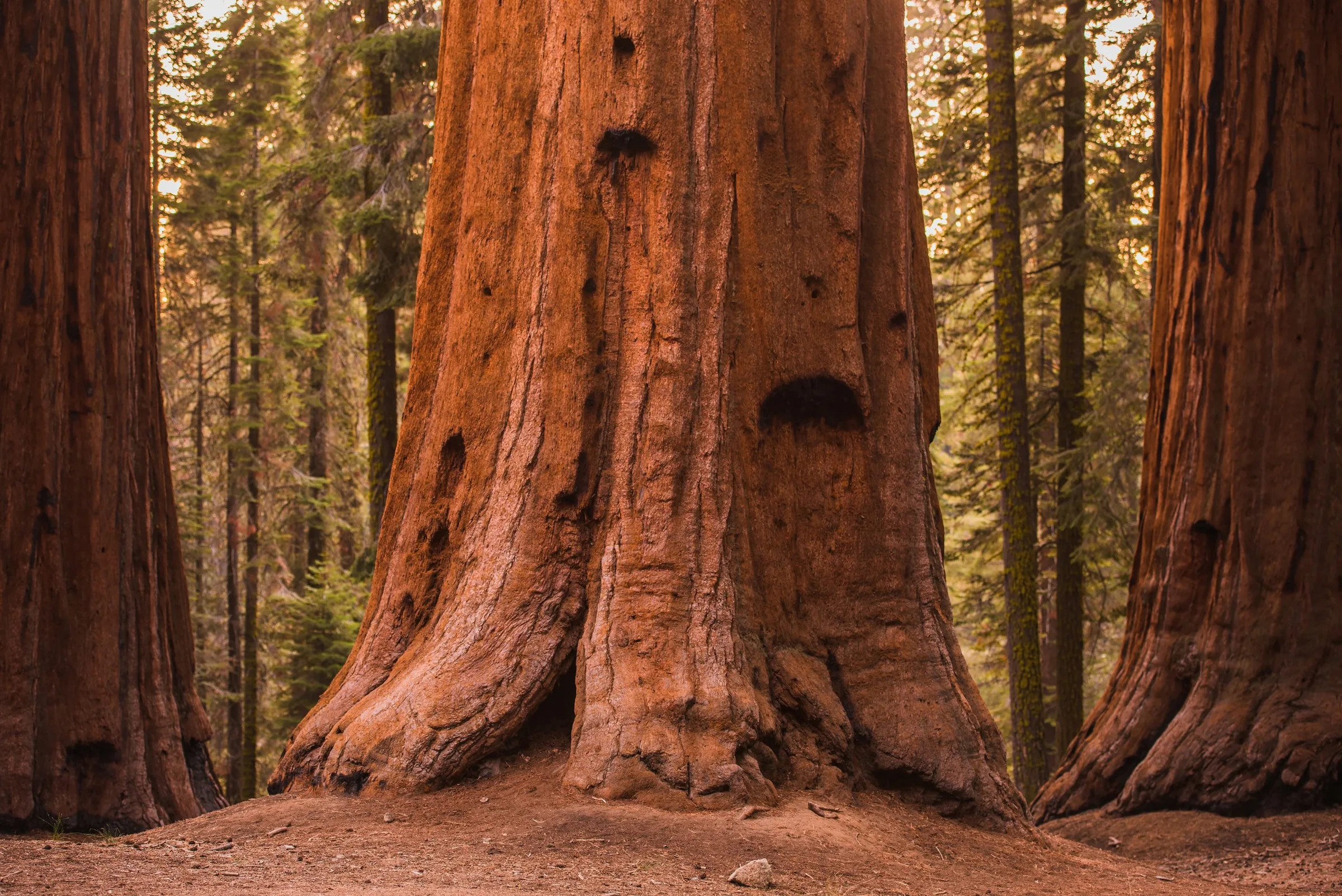 Base de sequoias gigantes